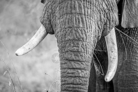 南非克鲁格公园的黑白大象牙附近图片