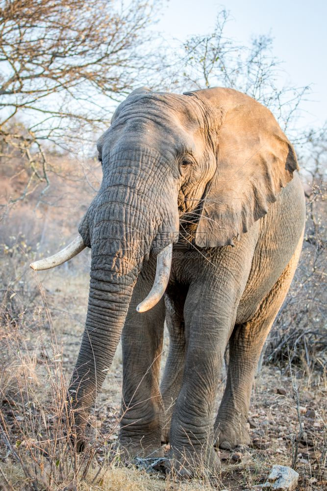 大象站在南非克鲁格公园的灌木丛中图片