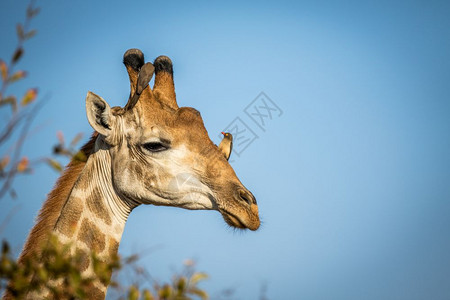头层牛皮在南非克鲁格公园一只雄长颈鹿头和红嘴牛皮鸟紧贴近身背景