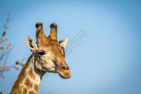 头层牛皮在南非克鲁格公园一只雄长颈鹿头和红嘴牛皮鸟紧贴近身背景