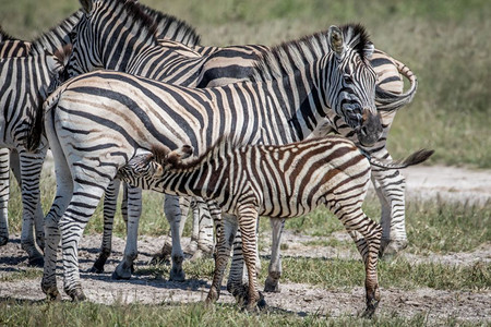 在博茨瓦纳乔贝公园他母亲的Zebra小牛排图片