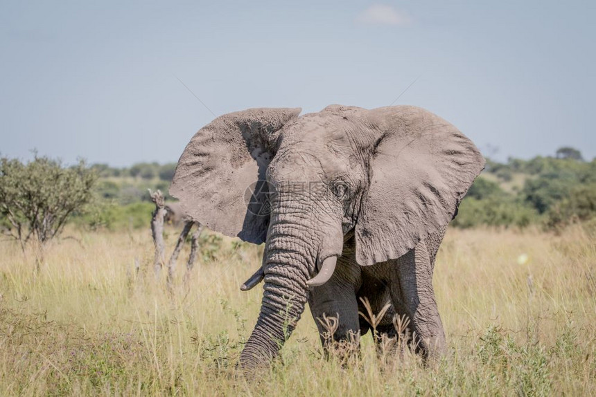 大象站在博茨瓦纳乔贝公园的高草地上图片