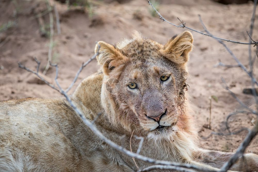 在南非克鲁格公园近距离接一只年轻的雄狮图片