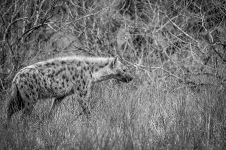 在南非克鲁格公园斑点的土狼黑白在灌木丛中行走图片