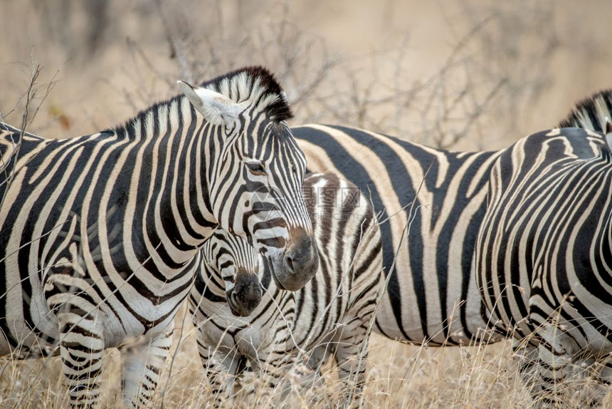 南非克鲁格公园高草地的Zebras近距离靠图片