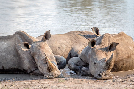 一群白犀牛躺在水中南非图片