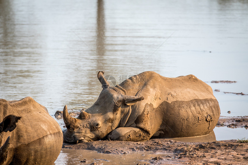 白犀牛躺在水里南非图片