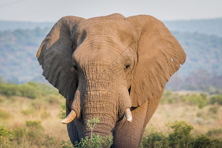 南非Welgevonden游戏保留地的非洲大象头最近的地方图片