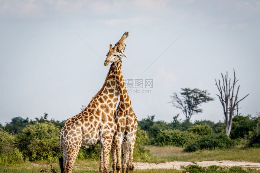 博茨瓦纳乔贝公园有两条长颈鹿在战斗图片