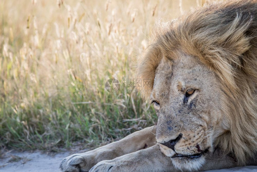 靠近博茨瓦纳乔贝公园的雄狮图片