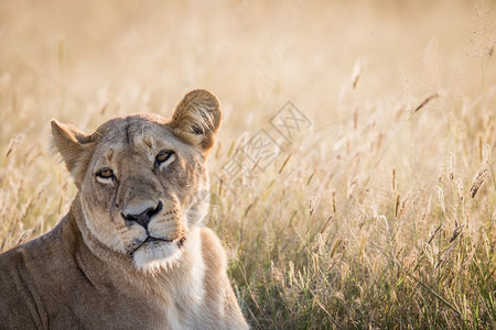回首博茨瓦纳乔贝公园的女狮子图片