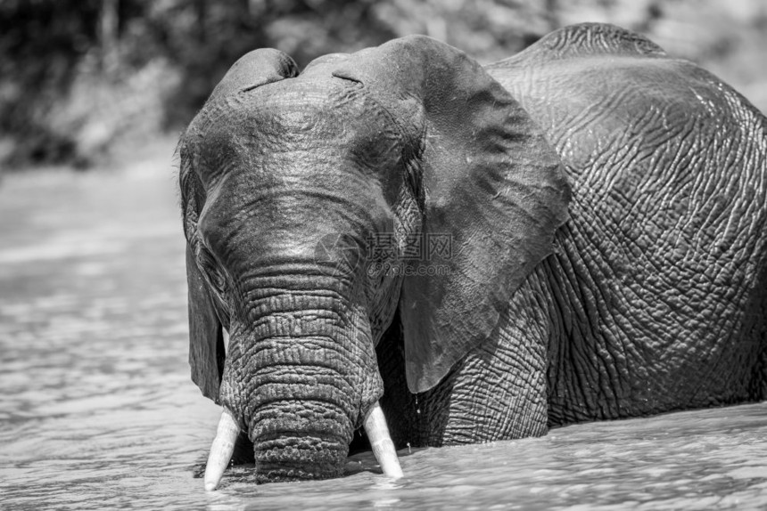 非洲大象在南克鲁格公园黑白水中玩得开心图片