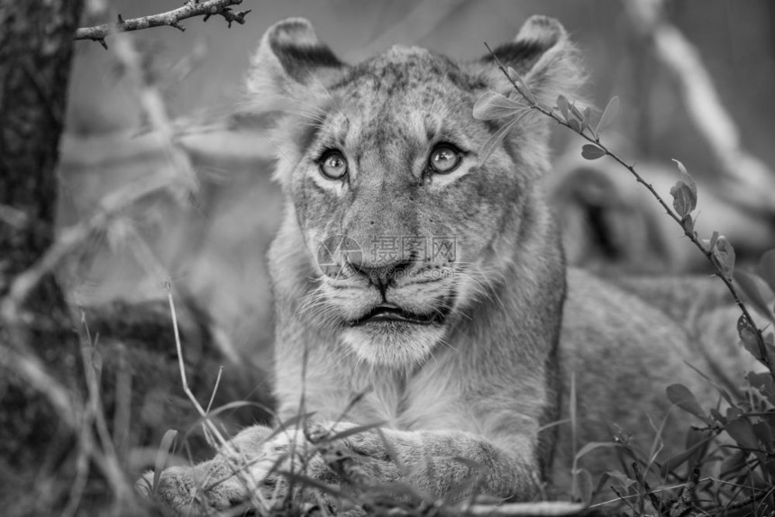 在南非克鲁格公园里狮子幼崽黑白相望图片