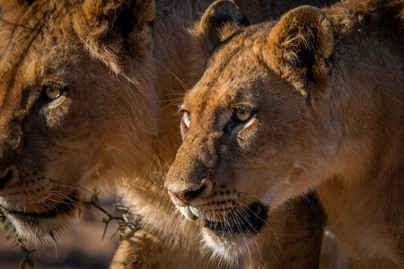 两只狮子在南非克鲁格公园行走背景图片