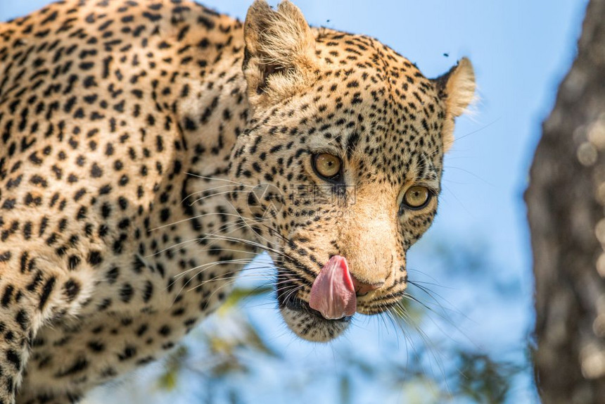一个豹子在南非克鲁格公园舔自己图片