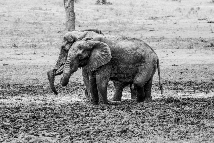 两只大象在南非克鲁格公园用黑白洗泥浴图片