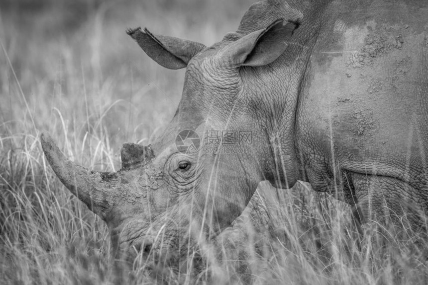 南非黑人和白的草地上近距离接白犀牛图片
