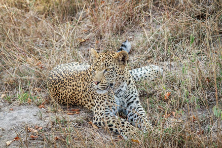 豹子躺在南非克鲁格公园的草地上图片