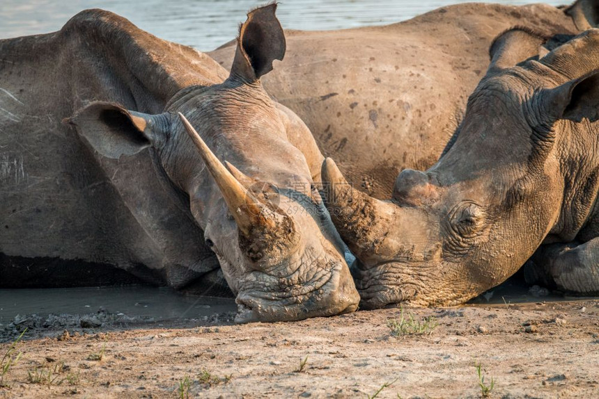 两个白犀牛一起躺在水里南非图片