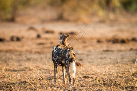 以南非克鲁格公园为主的非洲野狗图片
