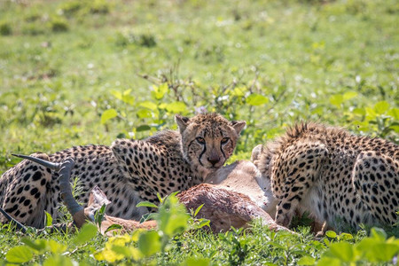 南非韦尔格沃登野生动物保护区猎豹正在捕食黑斑羚图片