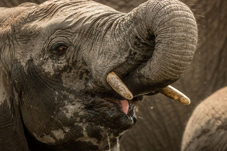 南非大象大象在南非克鲁格公园喝酒背景