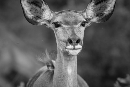 南非Welgevonden游戏保留地的黑白摄像头女明星Kudu图片