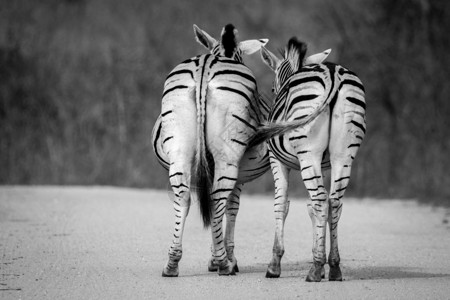 南非克鲁格公园的Zebras图片