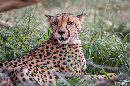 在南非的卡拉加迪跨界公园里主演猎豹图片