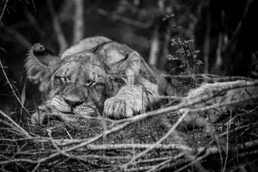 在南非克鲁格公园睡着的狮子幼崽黑白图片