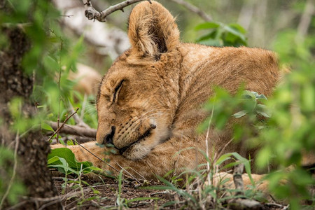 狮子幼崽睡在南非克鲁格公园图片