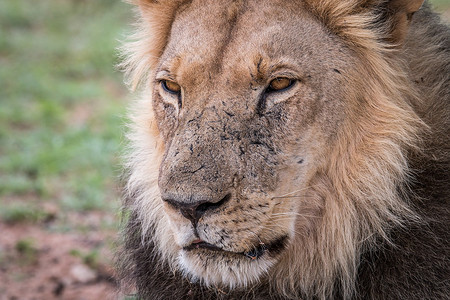 南非卡拉哈迪边境公园里的雄狮子近景图片