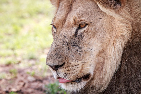 南非卡拉哈迪跨界公园一雄狮子的侧面近景图片