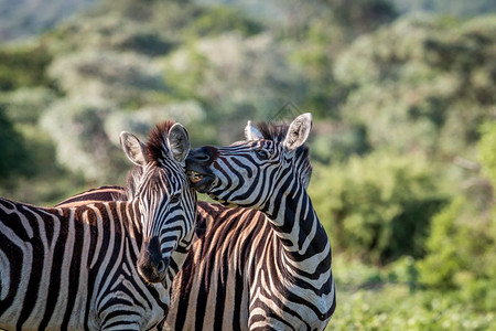 切尔韦萨两个斑马在南非Welgevonden游戏保留地的韦尔格文登赛场上联结背景