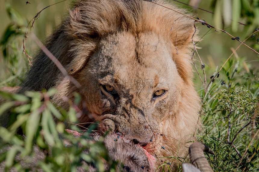 南非韦尔格沃登保护区内一只雄狮在啃食大羚羊图片