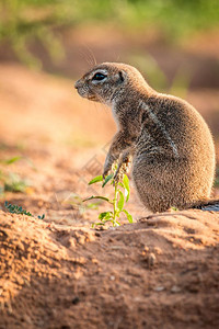 南非Kgalagadi跨界公园的松鼠侧面图图片