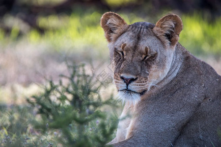 南非卡拉哈迪边境公园里一只雌狮子在休息图片