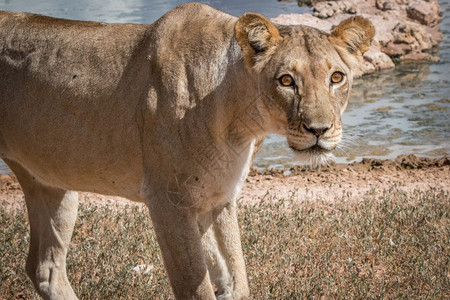 南非卡拉哈迪边境公园的一只雌狮子图片