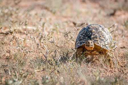 豹龟走在草地上的卡拉加迪跨界公园南非图片