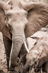 在南非克鲁格公园与婴儿一起吃非洲大象图片