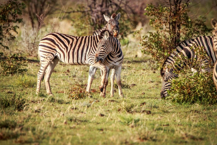 纳米比亚Etosha公园的两条斑马连结图片