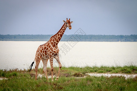 罗斯柴尔德Giraffe站在纳米比亚Etosha公园的草地上背景