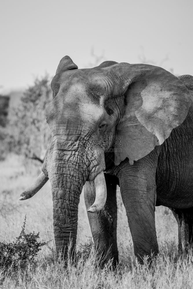 南非克鲁格公园的非洲黑白大象图片