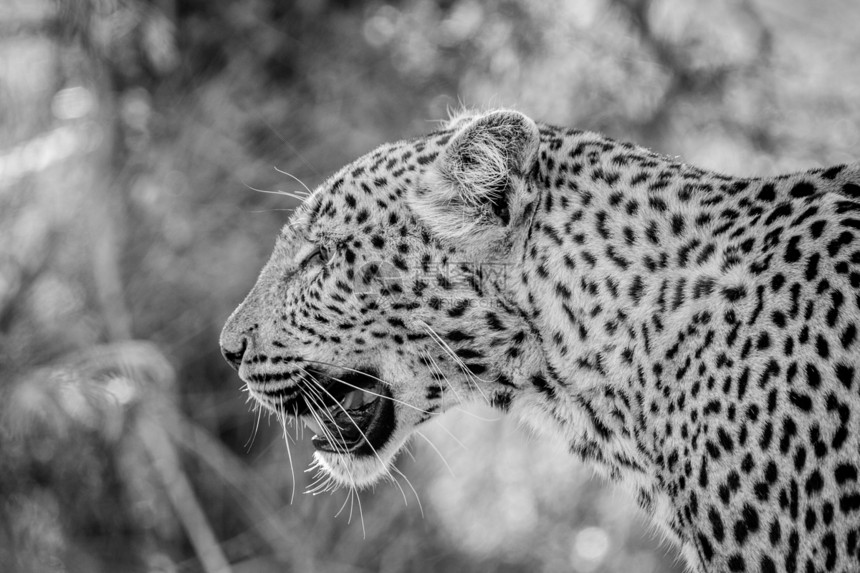 在南非克鲁格公园黑白豹的侧面简介图片