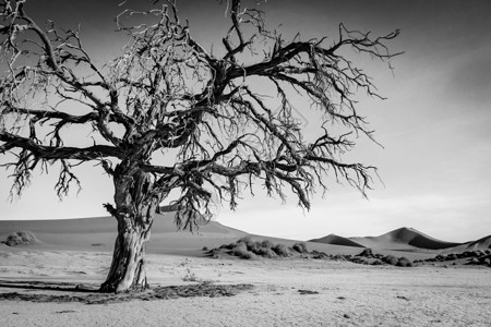 在纳米比亚索苏夫莱沙漠黑白的死树图片