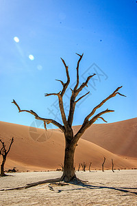 纳米比亚索苏夫莱沙漠的死树图片