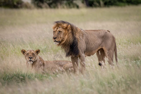 博茨瓦纳中部卡拉哈里高原上一对狮子夫妇图片
