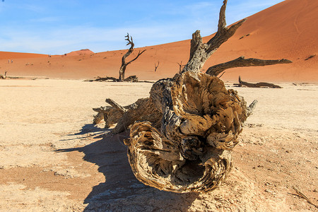 纳米比亚索苏夫莱沙漠的死树高清图片