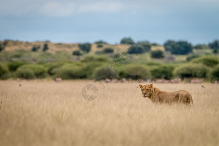 博茨瓦纳中部卡拉哈里高原上的一只狮子图片