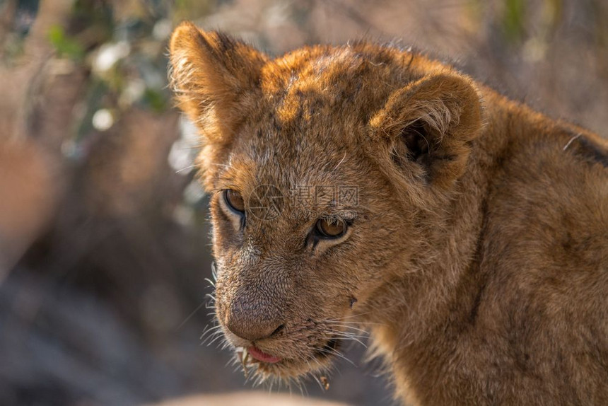 狮子幼崽俯视南非克鲁格公园图片